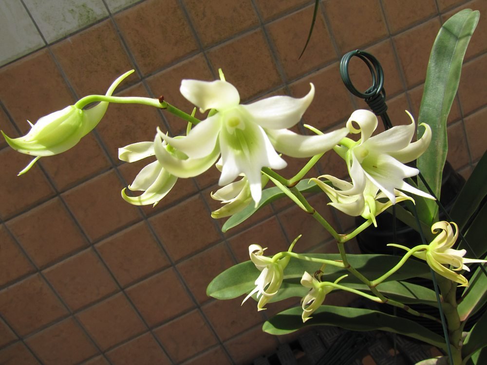 Sobennikoffia robusta