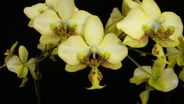 Phalaenopsis stuartiana var. nobilis x Phalaenopsis stuartiana "Gelb"