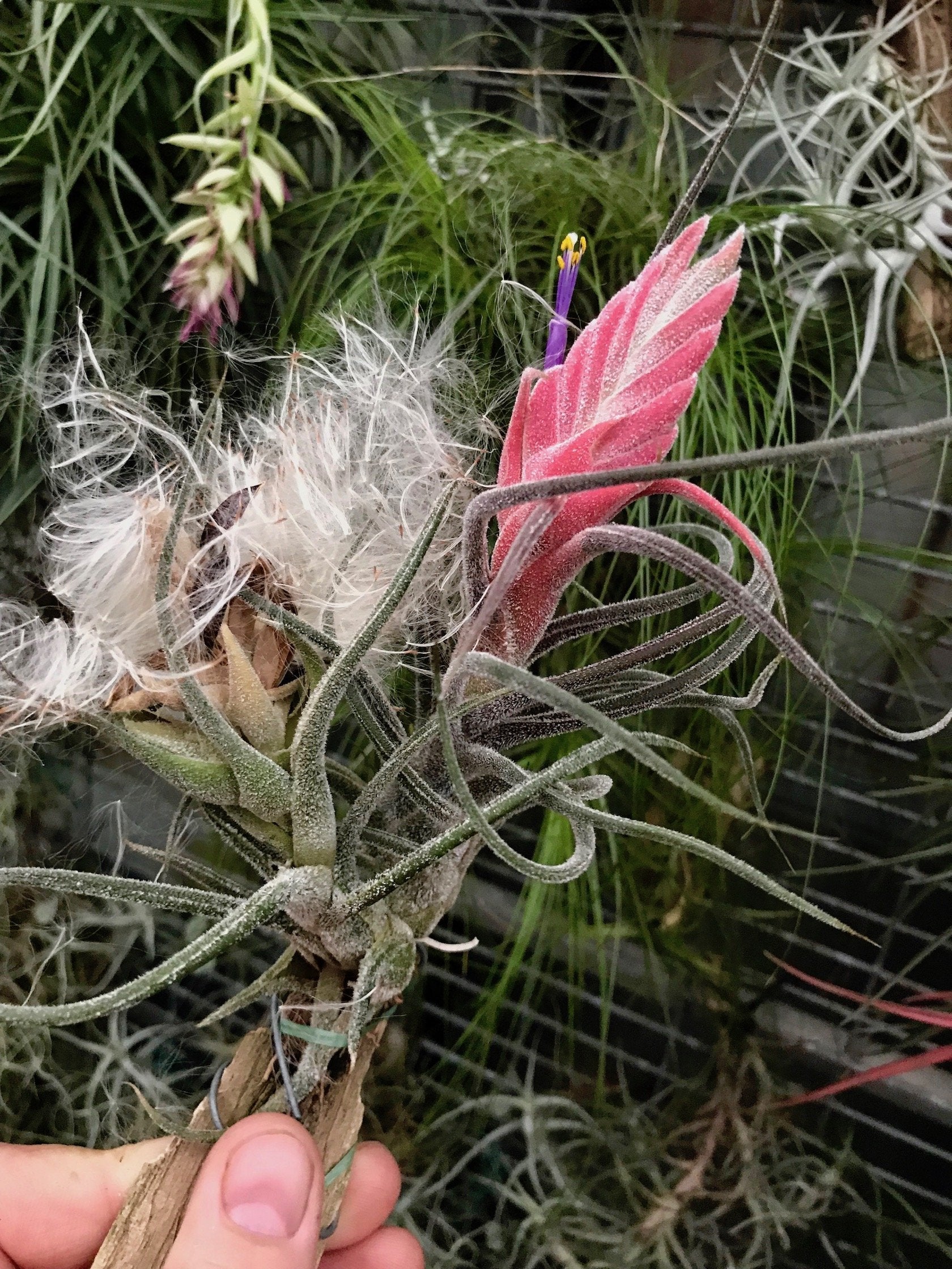 Tillandsia pruinosa