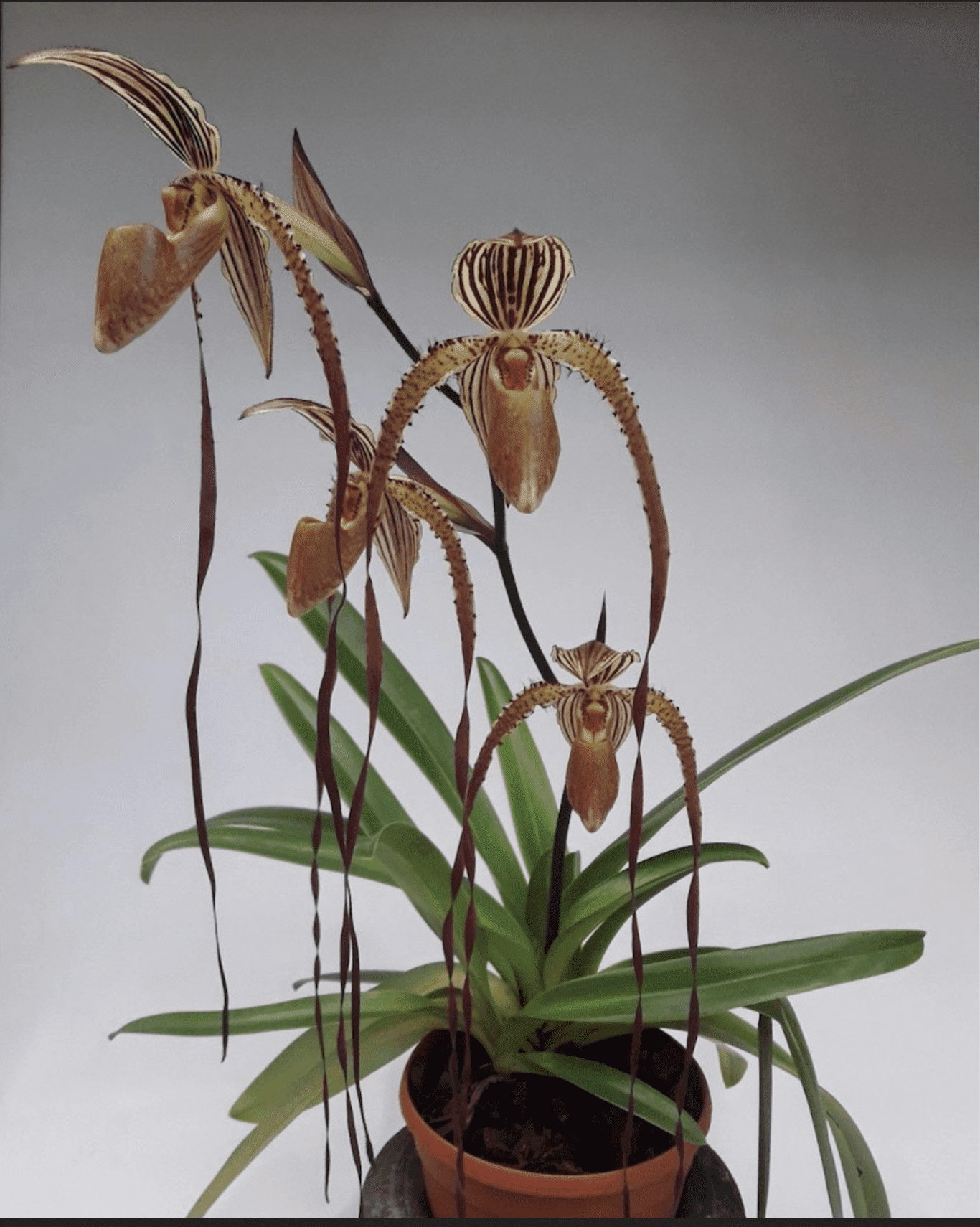 Paphiopedilum Bishop Francis Christian (Lady Isabele x Booth's Sand Lady)