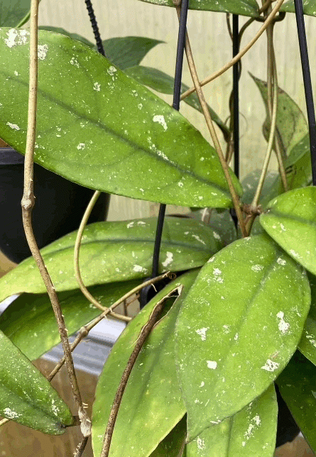 Hoya mitrata