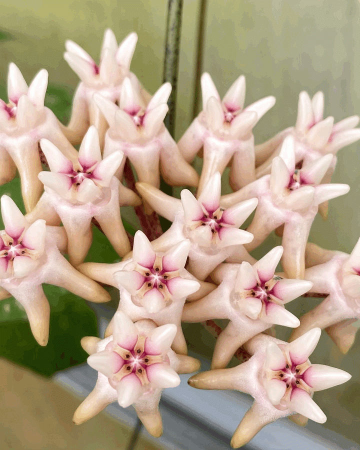 Hoya mitrata