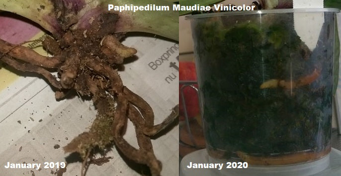 Clonex Bewurzelungshormon