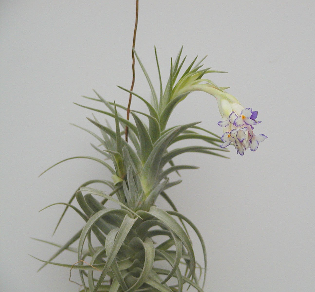 Tillandsia aeranthos "semi alba"