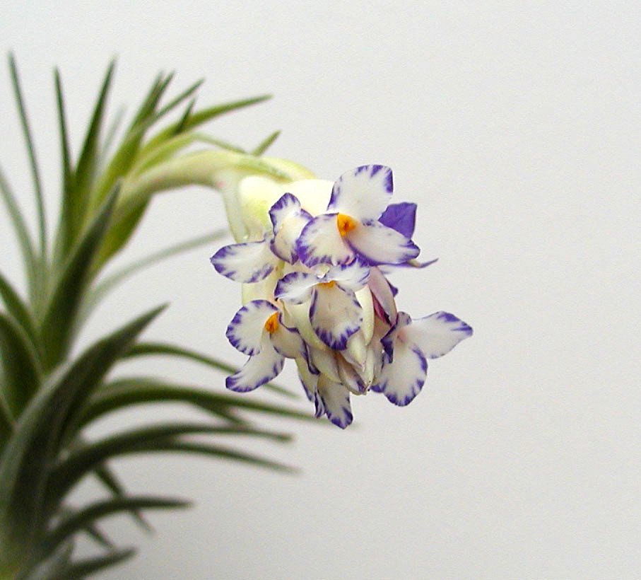 Tillandsia aeranthos "semi alba"