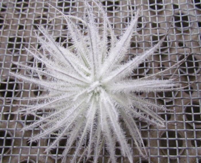 Tillandsia tectorum "Colombia" (Small)