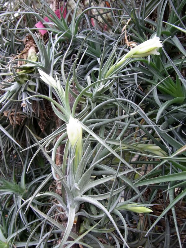 Tillandsia aeranthos var. alba