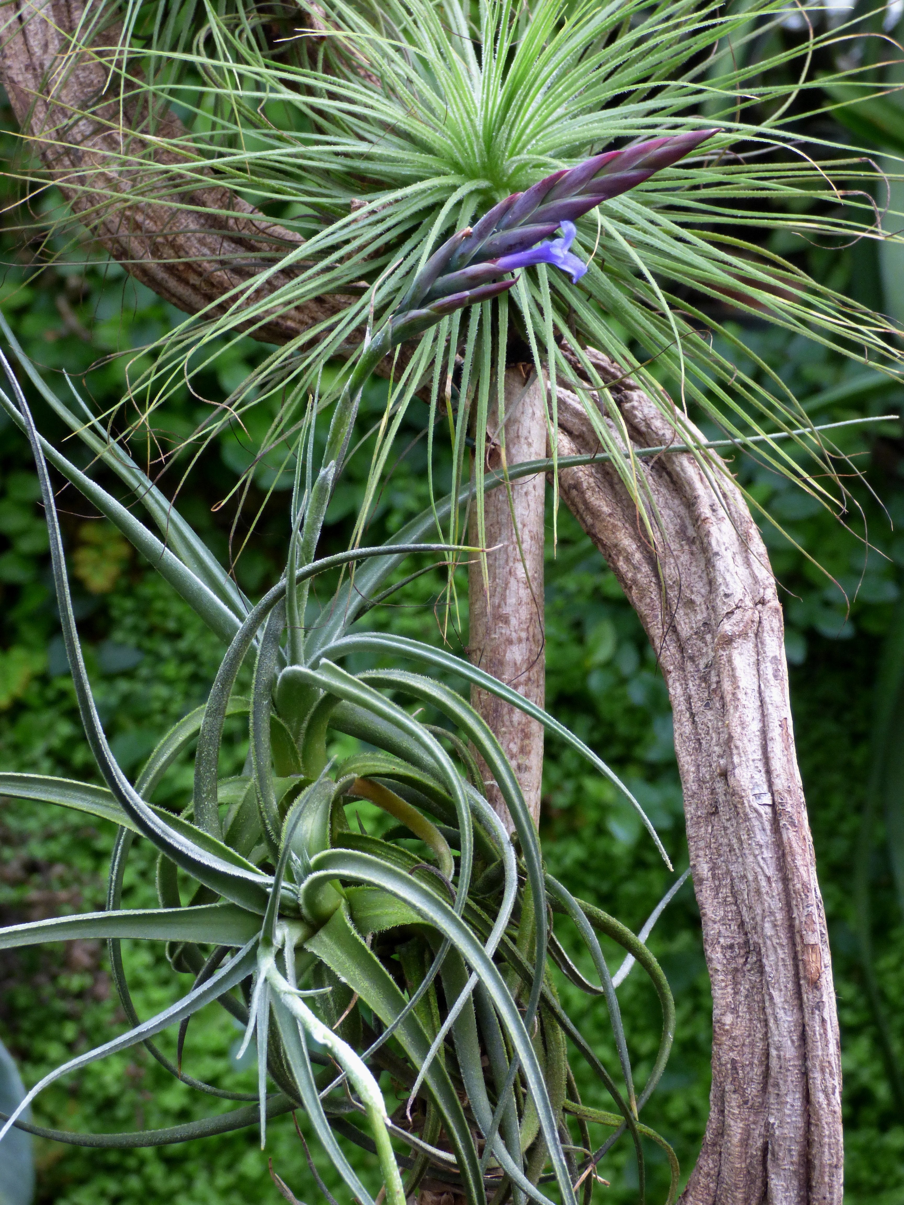 Tillandsia cardenasii
