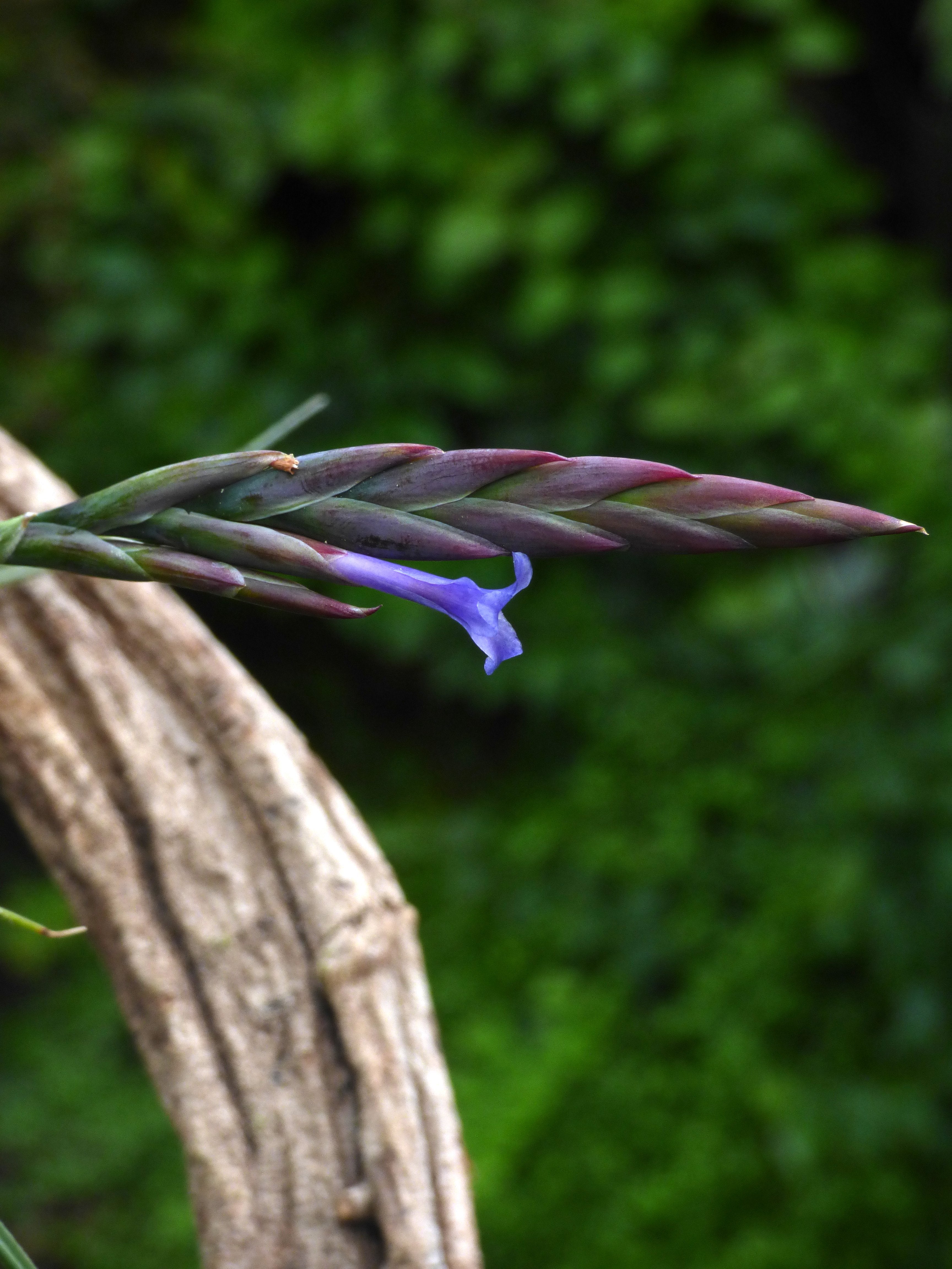 Tillandsia cardenasii