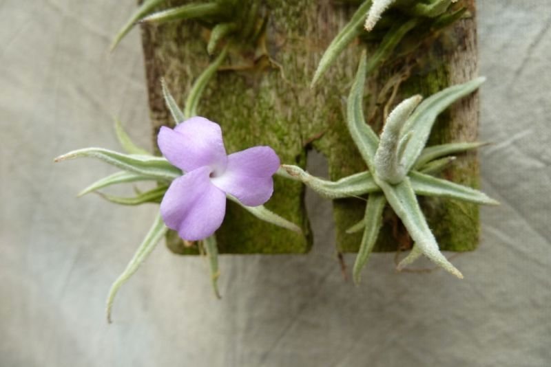 Tillandsia paleacea "Mini"