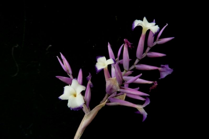 Tillandsia straminea