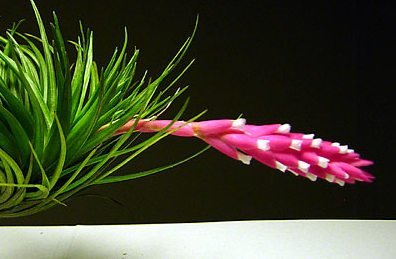 Tillandsia tenuifolia