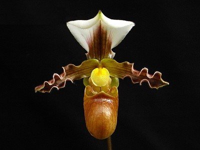 Paphiopedilum tranlienianum