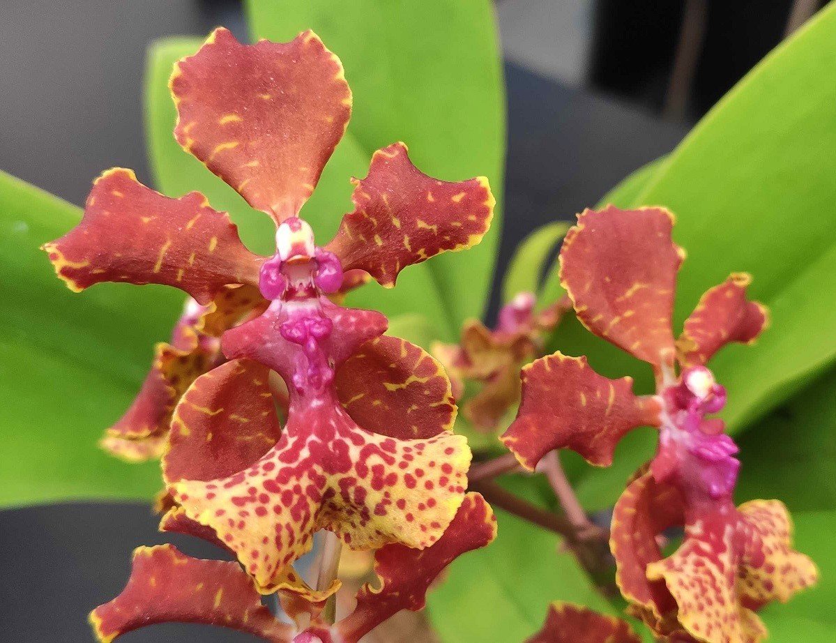 Trichocentrum lancianum x Maureen "Big Plant"