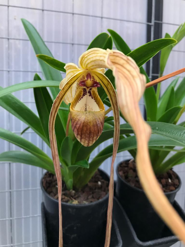 Phragmipedium caudatum var popowii
