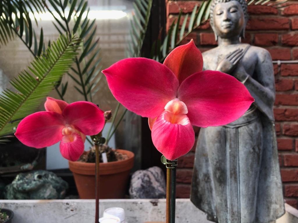 Phragmipedium Fritz Schomburg (Phrag. kovachii x Phrag. besseae) "Big Plant"