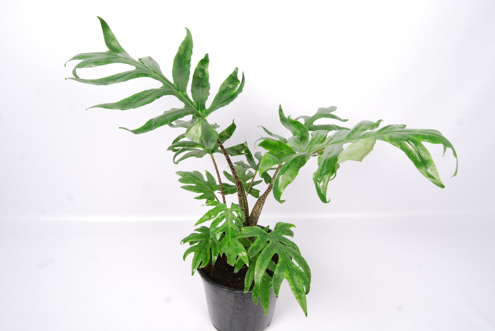 Alocasia brancifolia "Pink Passion"