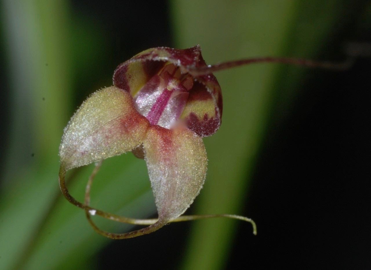 Masdevallia nidifica