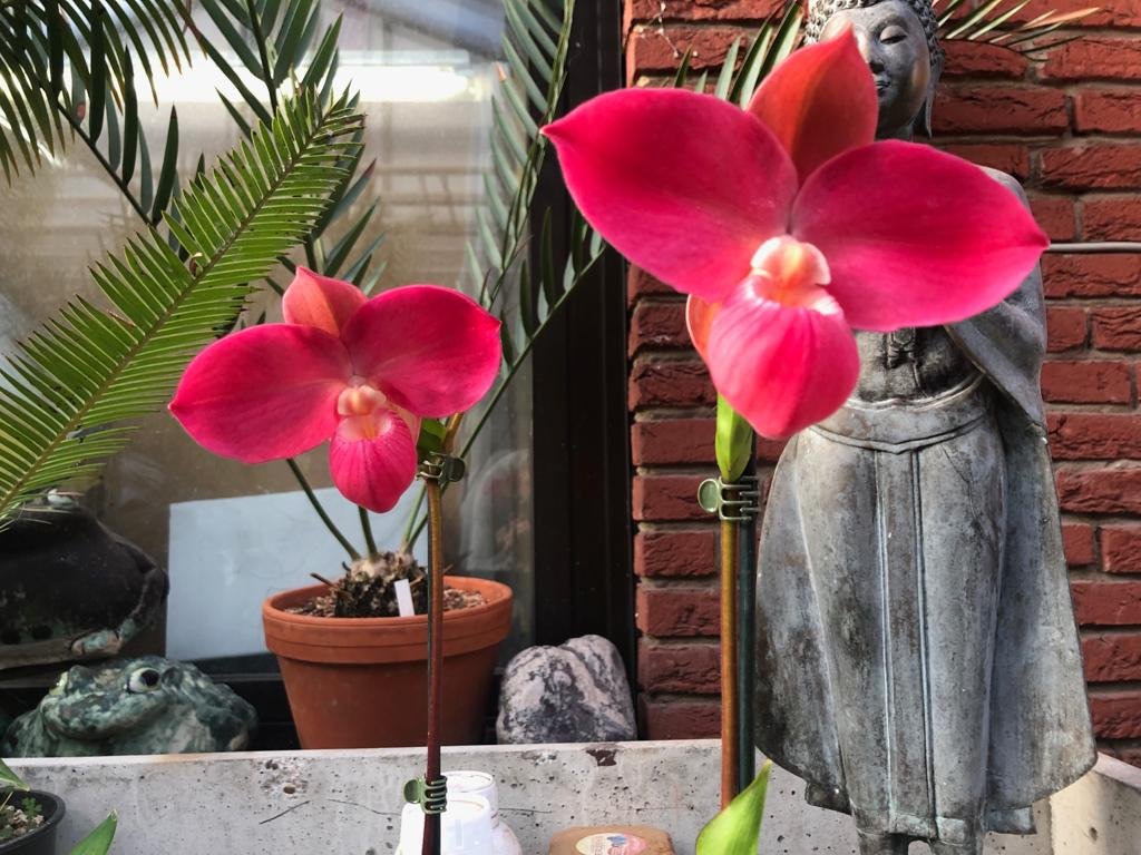 Phragmipedium Fritz Schomburg (Phrag. kovachii x Phrag. besseae) "Groß pflanze"