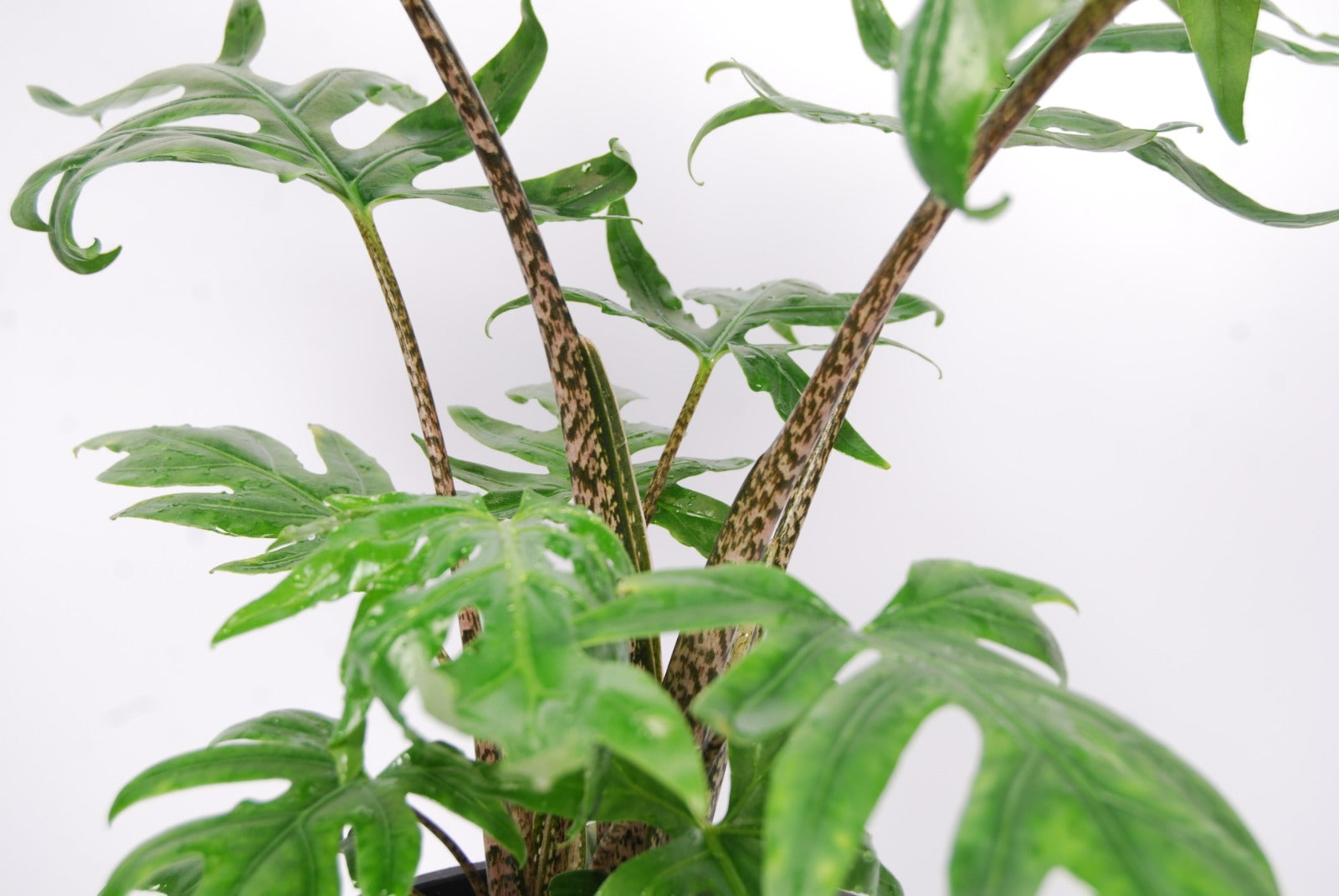 Alocasia brancifolia "Pink Passion"