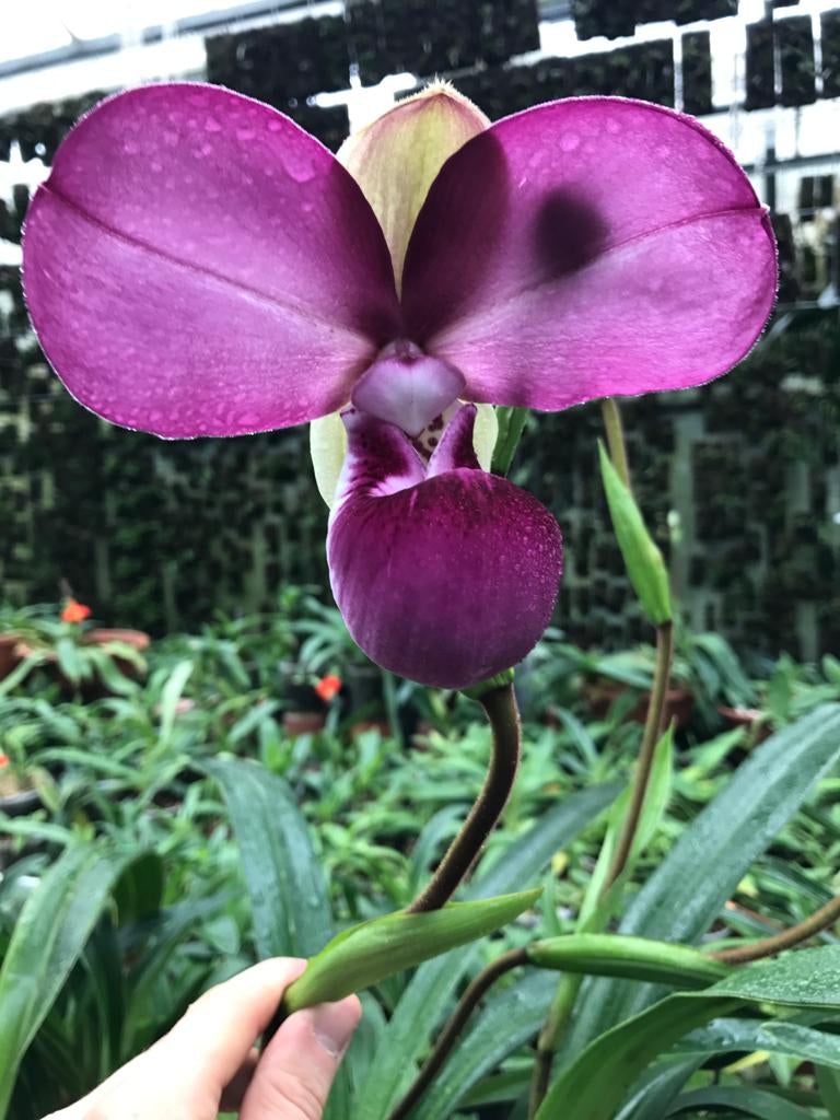 Phragmipedium kovachii