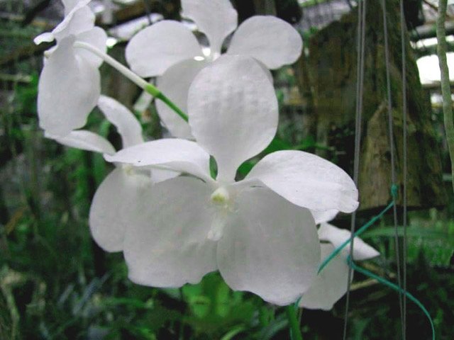 Vanda coerulea "Alba"