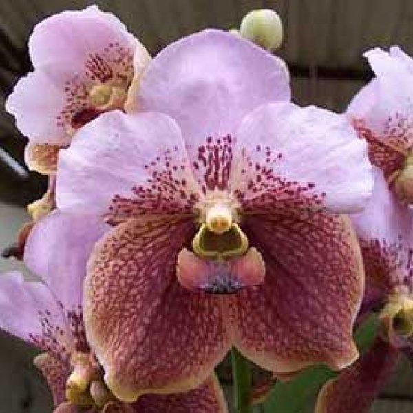 Vanda sanderiana (Big Plant)