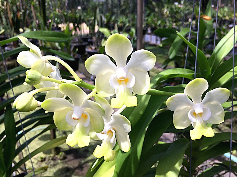 Vanda denisoniana "Cream Shinentorn" "Big"