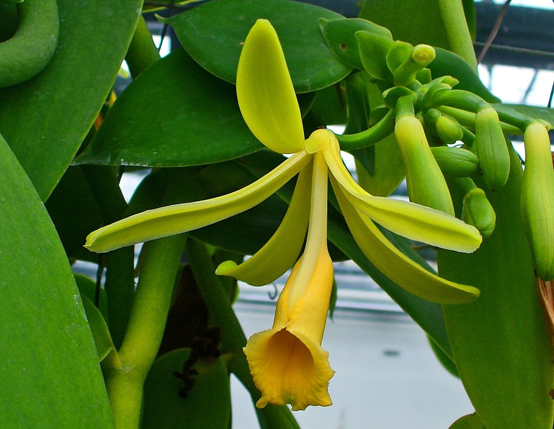 vanilla house plant Vanilla planifolia "Green Leaves" small plant