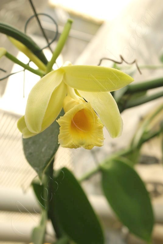 Vanilla planifolia "Green Leaves" small plant