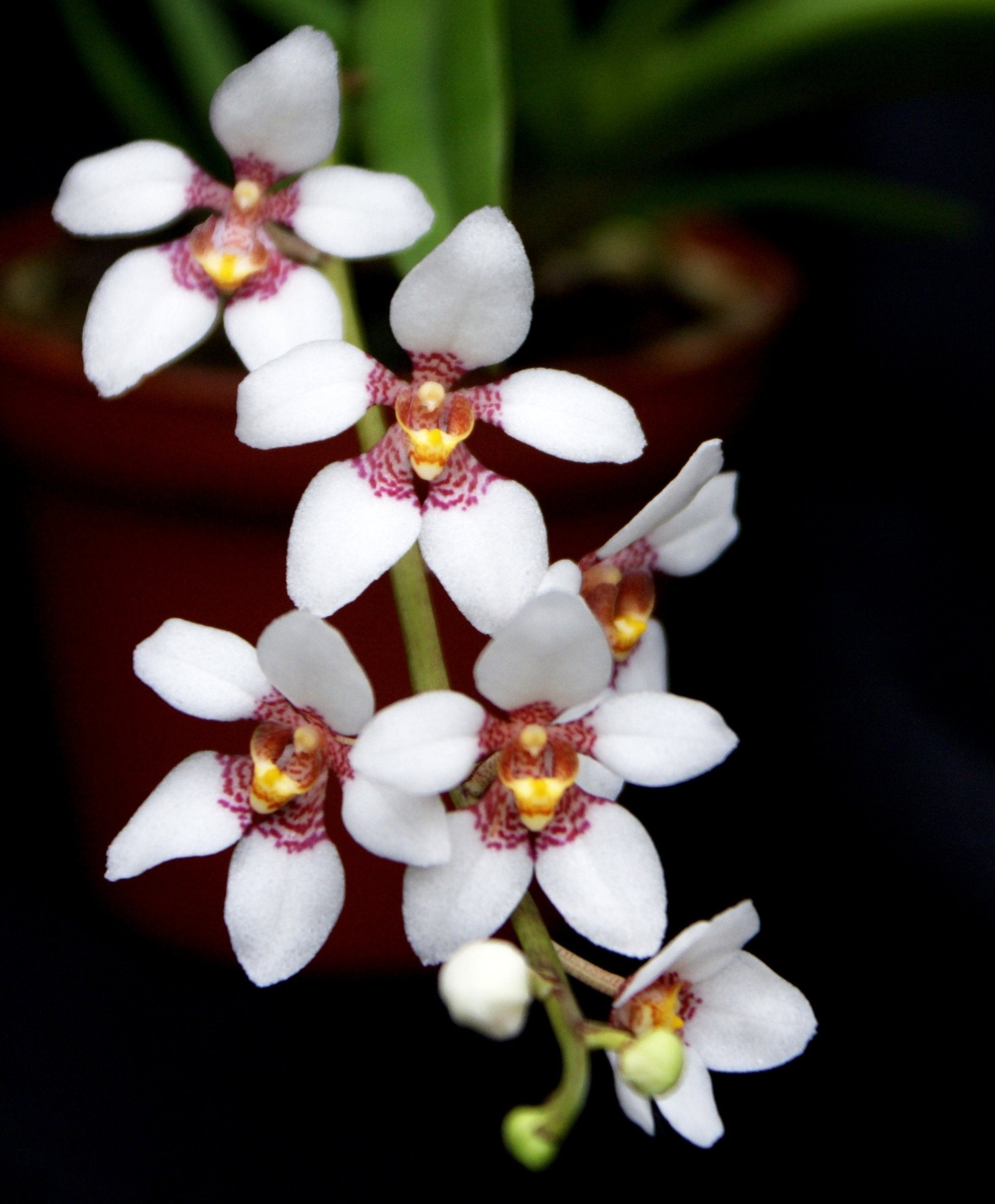 Sarcochilus hartmannii
