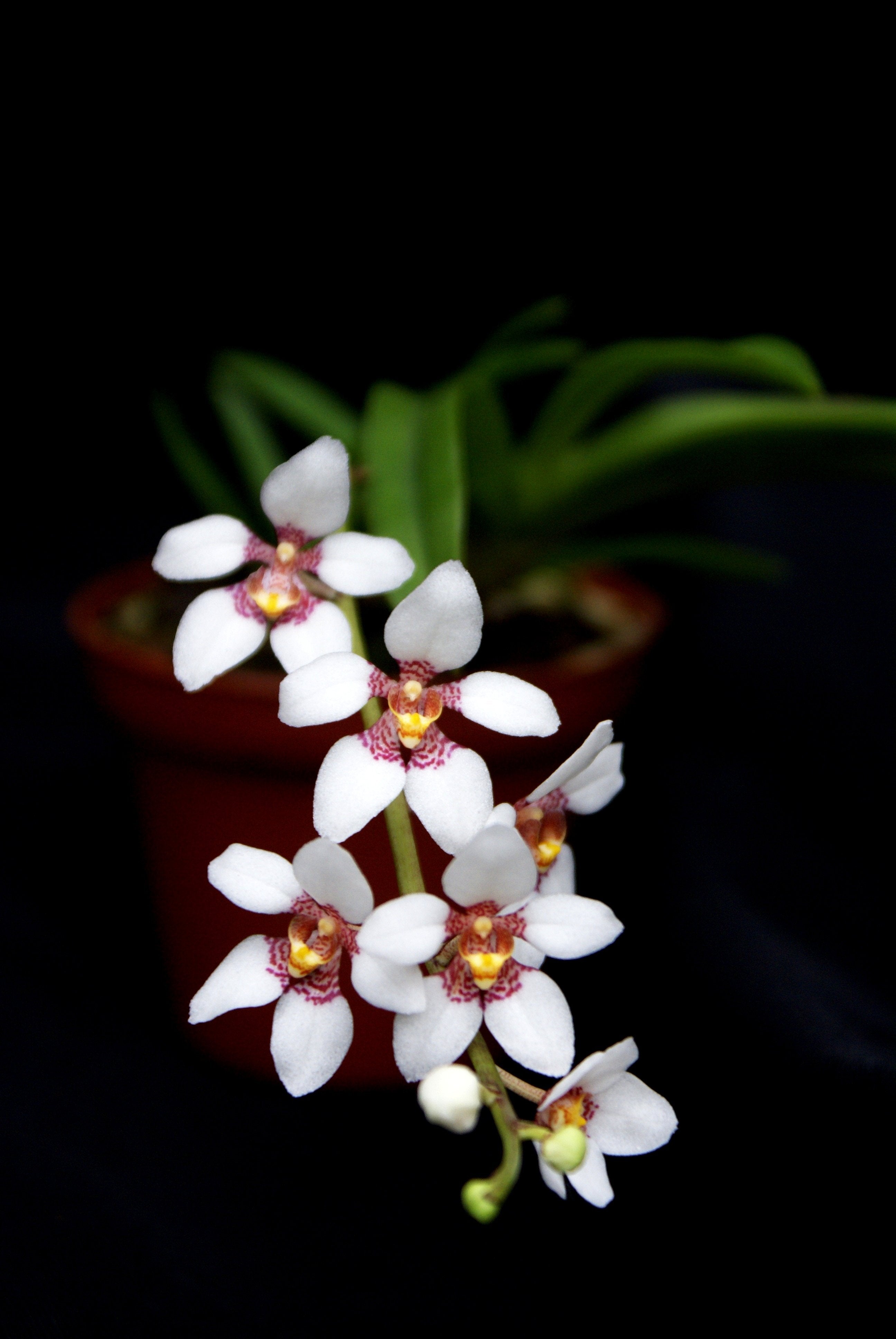 Sarcochilus Fitshart