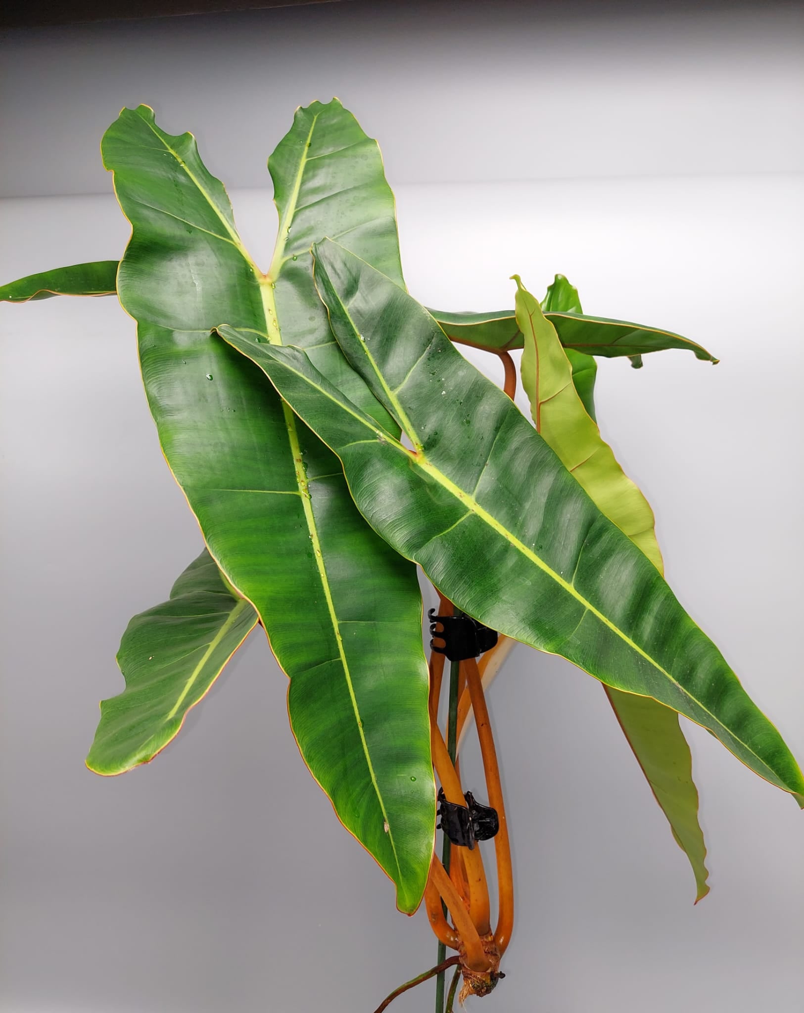 Philodendron billietiae variegata GREEN/Variegata