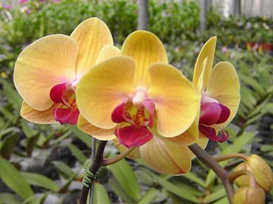 Dtps. Sin-Yaun Golden Beauty