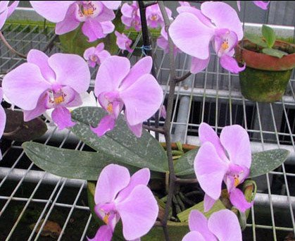 Phalaenopsis schilleriana