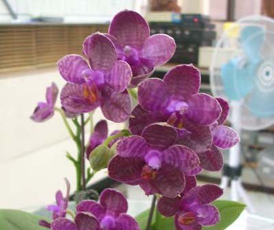 Phalaenopsis I-Hsin Spot Eagle (Big Plant)