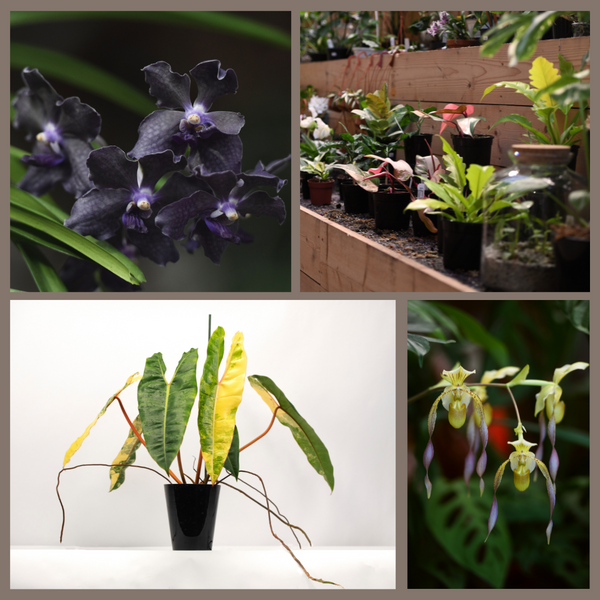 Retrospektive: Die Führungen der Orchideengärtnerei Claessen in Limbur