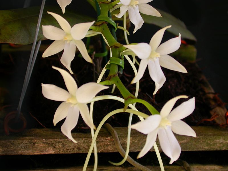 Witte Aerangis bloementros