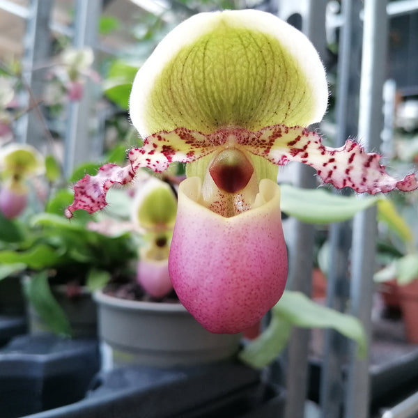 IMG_20231109_112840_600x600_cr