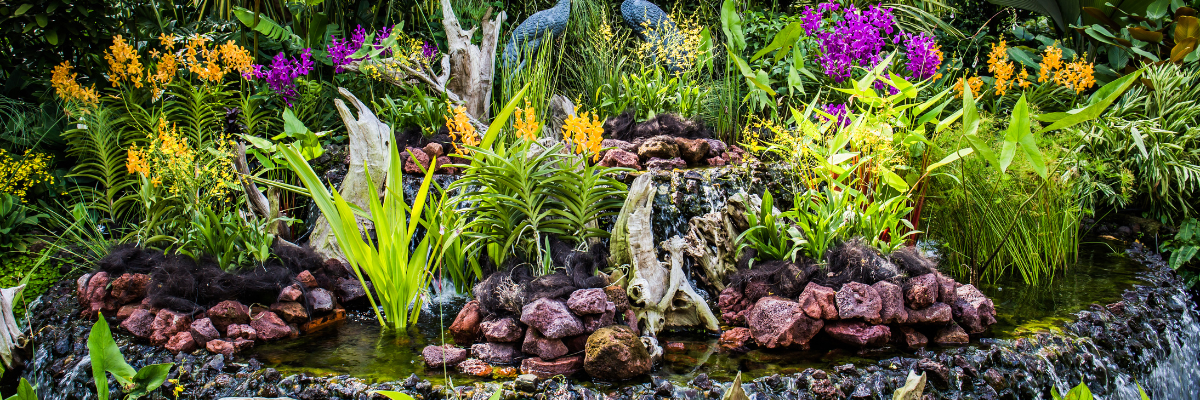 20 jaar Claessen Orchids & Plants – Vier het mee in onze kassen