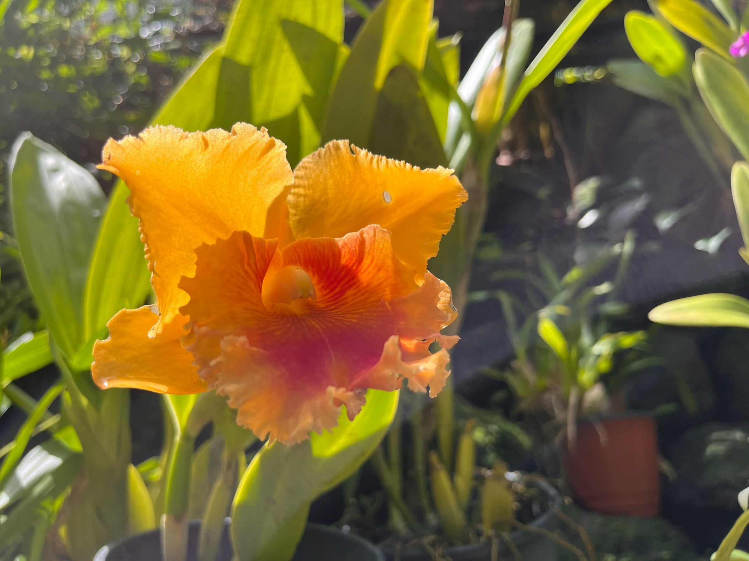 Yellow Cattleya orchid with big flower and orange lip