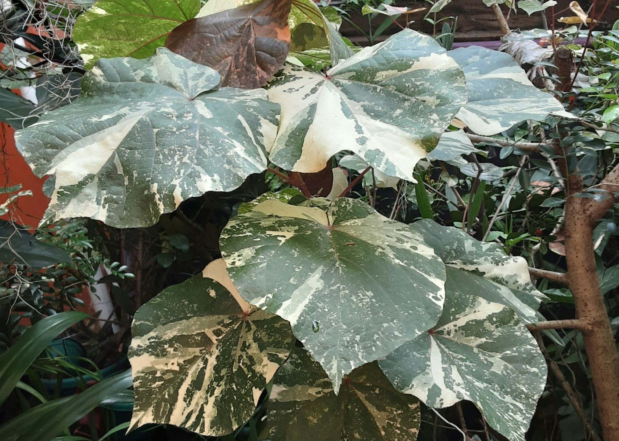 Variegata gekte: De zoektocht naar bijzondere soorten zeldzame planten blijft