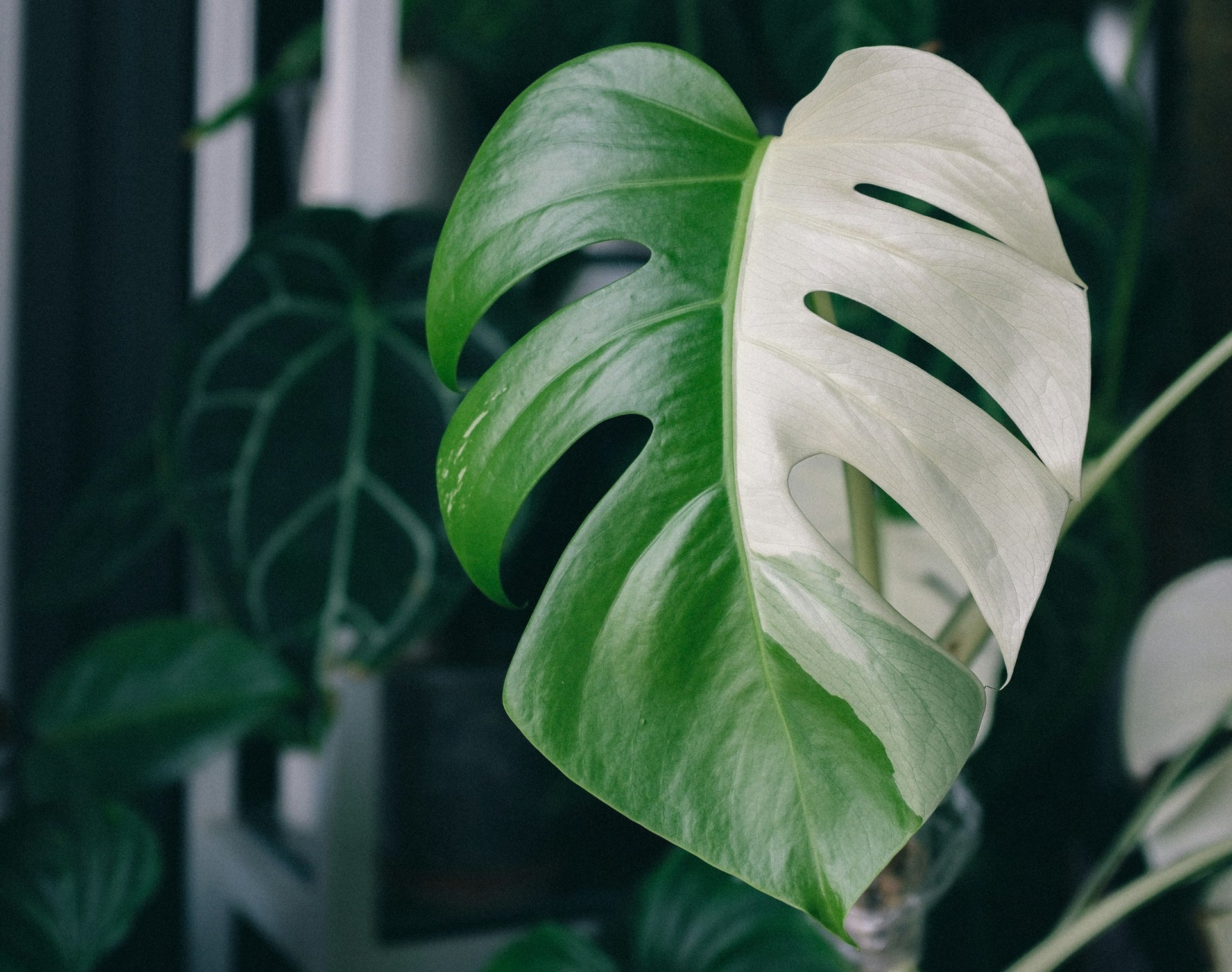 pothos plant devil's ivy Golden Pothos (Devil's Ivy) Plant main image 1