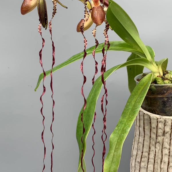 No.2211 Paph.sanderianum x Paph.gigantifolium 苗 パフィオ my paph
