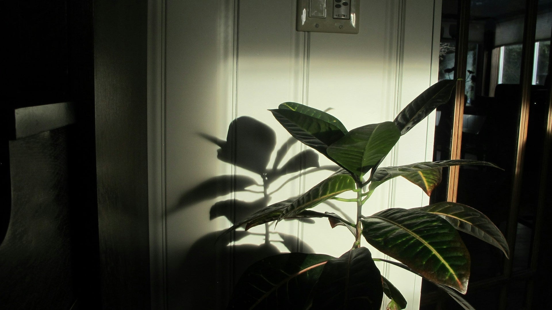 Pflanzen fr wenig Tageslicht: Diese Arten gedeihen auch im Schatten