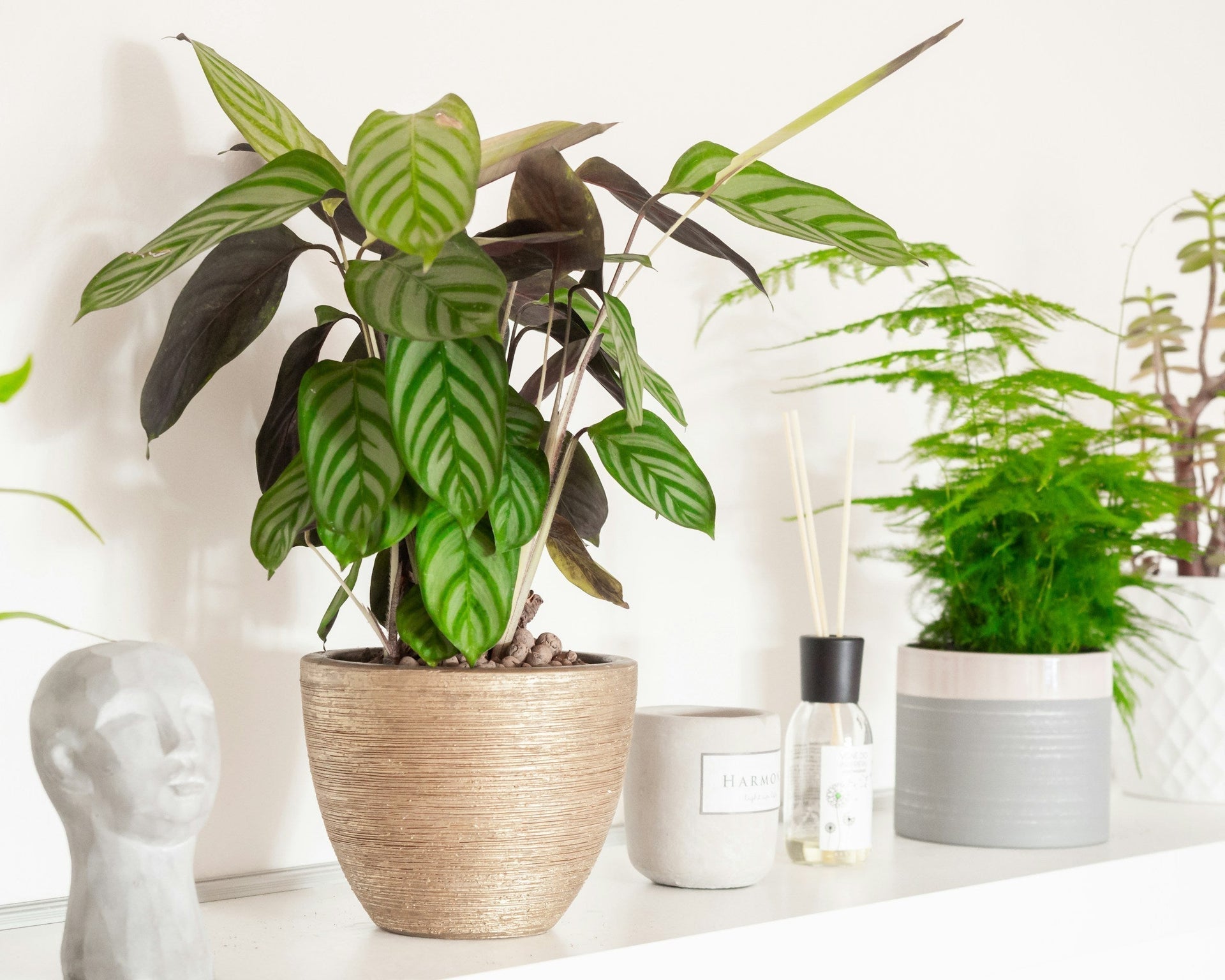 Calathea oder zumindest Syngonium? So erkennen Sie Blattpflanzen an ih