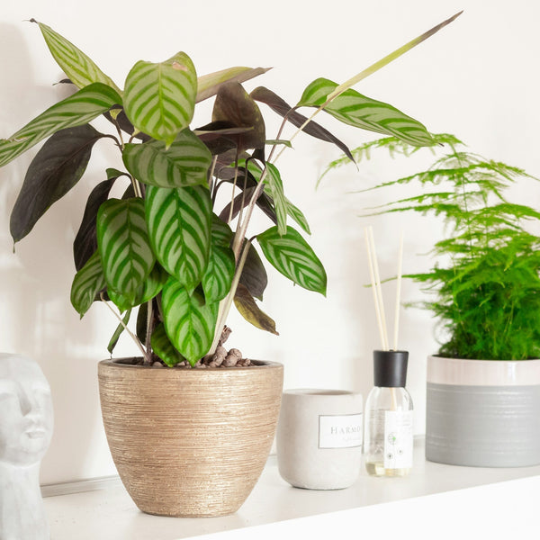 Calathea oder zumindest Syngonium? So erkennen Sie Blattpflanzen an ih