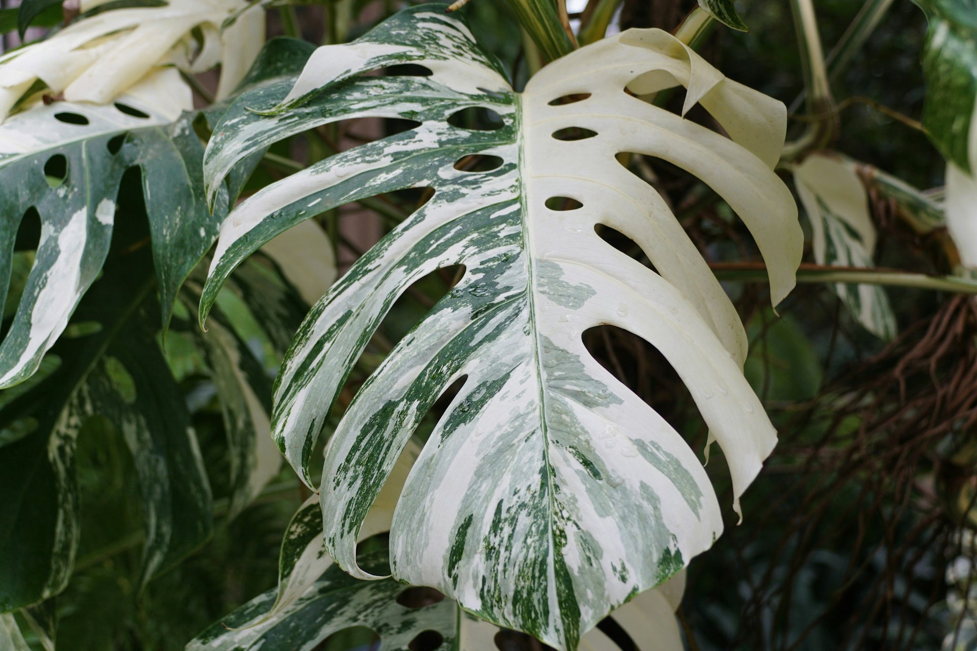 Warum sind Variegata Monsteras so teuer?