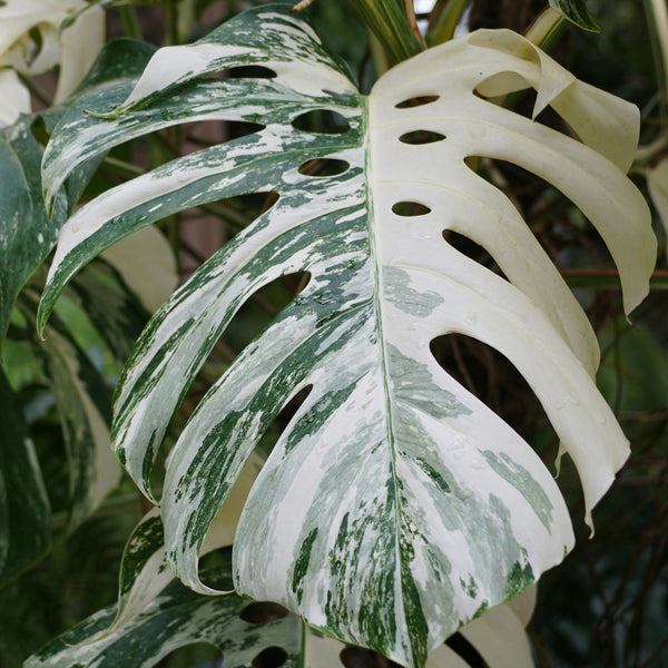philodendron warscewiczii aurea Philodendron Warscewiczii Neon main image 1