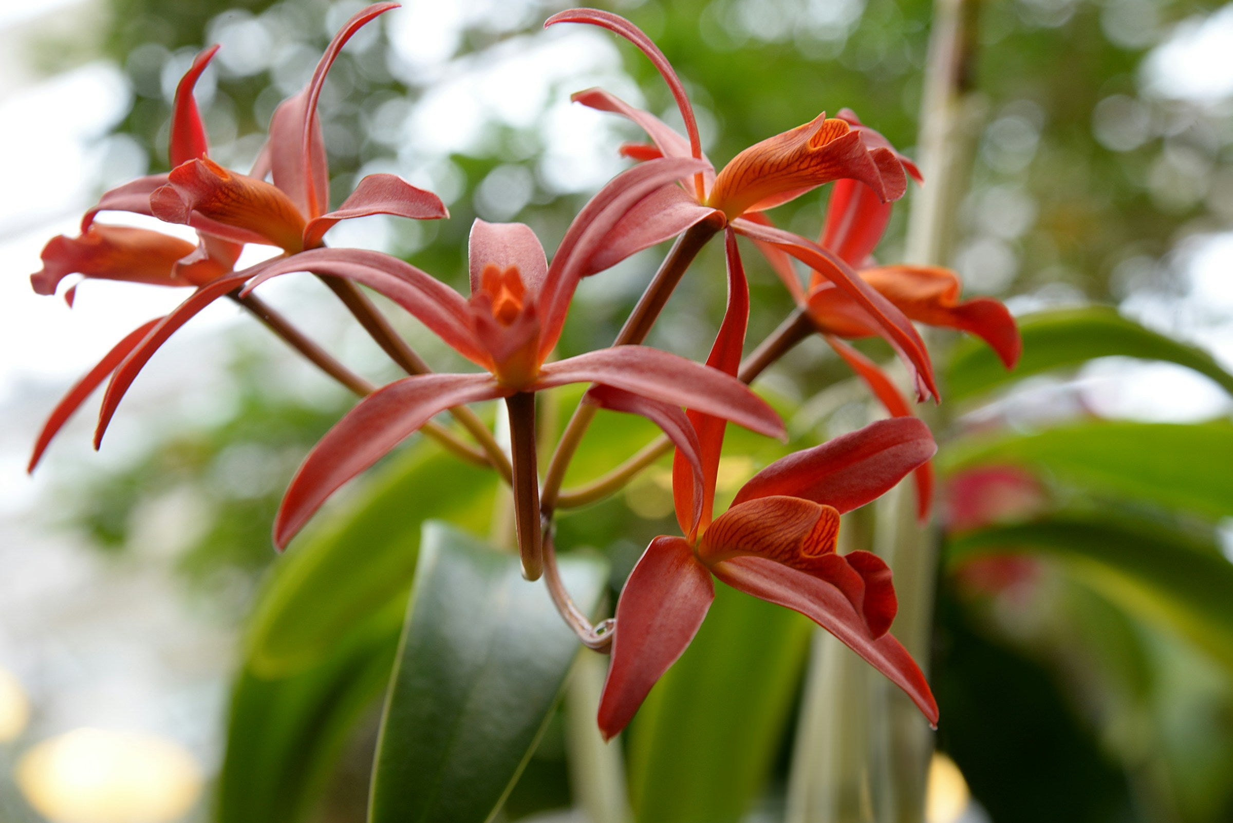 Hoe verzorg ik een Cattleya orchidee?